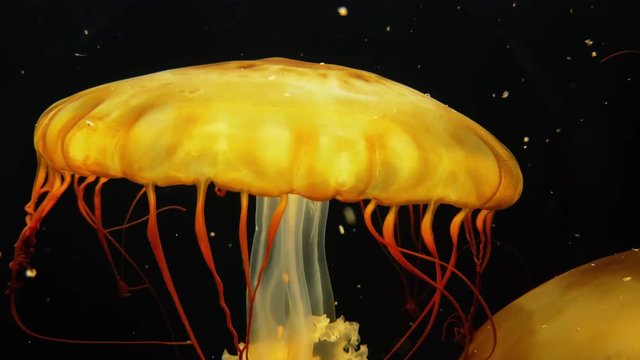 Sea nettle, planktonic scyphozoan yellow jellyfish