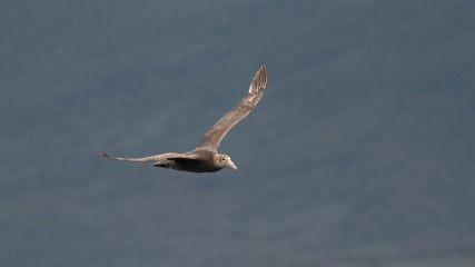 A giant petrel bird flying on the ocean