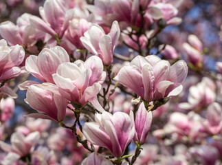 Magnolia flowers in bloom.