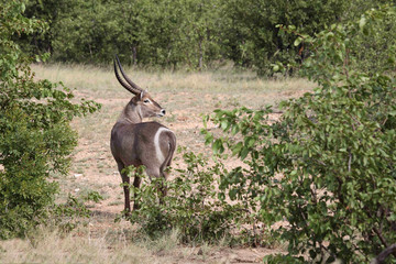 Wasserbock / Waterbuck / Kobus ellipsiprymnus