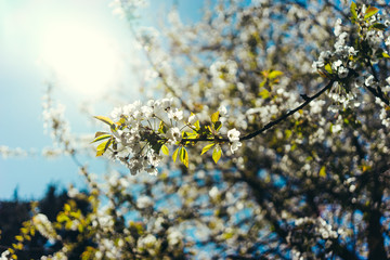 Wild Cherry tree with white blossoms