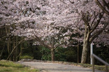 Obraz premium 公園の桜