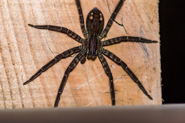 Tiger Wandering Spider, Cupiennius salei, closeup with copy space