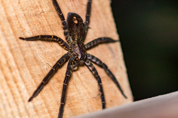Tiger Wandering Spider, Cupiennius salei, copy space 2
