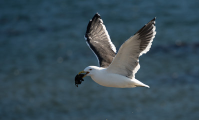 Fototapeta premium Seagull flying and working to get its food