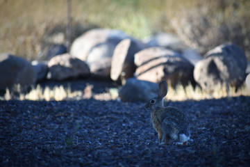 Rabbit in rocks