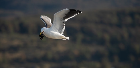 Seagull flying and working to get its food