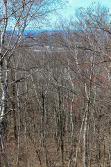 Fototapeta premium dense thicket of trees