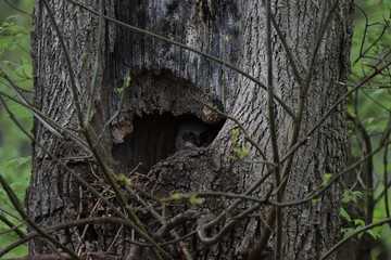 Great Horned Owlet hidden in a hollow tree