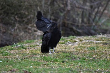 Turkey Vulture standing in grass looking sideways