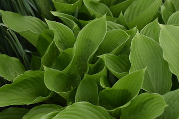 Fototapeta na wymiar Green hosta leaves curled up 