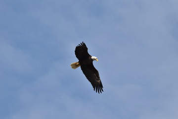 Bald eagle flying high in the clouds