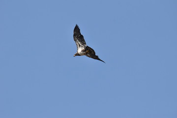 Juvenile bald eagle flying in the blue skies