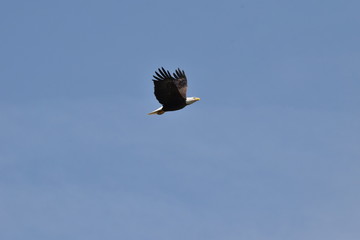 Bald eagle flying in blue skies