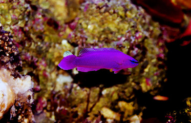 Orchid Dottyback marine fish  - (Pseudochromis fridmani)