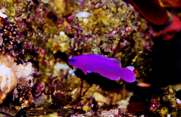 Orchid Dottyback marine fish  - (Pseudochromis fridmani)