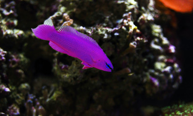 Orchid Dottyback marine fish  - (Pseudochromis fridmani)