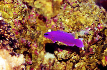 Orchid Dottyback marine fish  - (Pseudochromis fridmani)