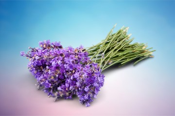 Bouquet of lavender flowers on white background