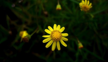 arnica longifolia 
