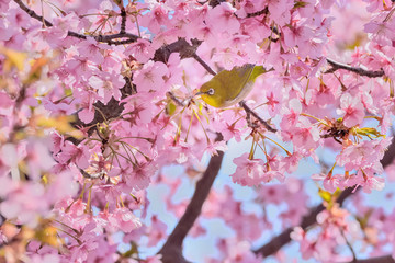 メジロと桜