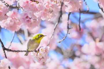 メジロと桜