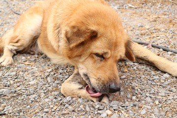 Roadside dog sleeping on ground