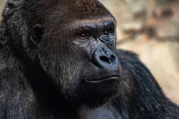 Male western gorilla looking around, Gorilla gorilla gorilla