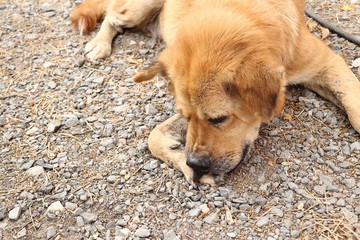 Roadside dog sleeping on ground