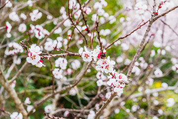 Fototapeta premium Flowering almond trees during the spring in a Mediterranean city, ideal for a soft background.