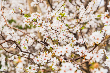 Flowering almond trees during the spring in a Mediterranean city, ideal for a soft background.