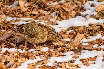 Camouflage bird woodcock. Winter background. Bird: Eurasian Woodcock. Scolopax rusticola.