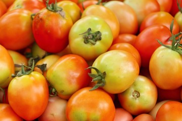 tomatoes at the market