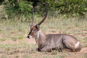 Wasserbock / Waterbuck / Kobus ellipsiprymnus