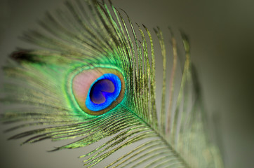 Obraz premium peacock feather macro on black background