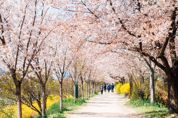 Dongchon riverside park, Cherry blossom festival in Daegu, Korea