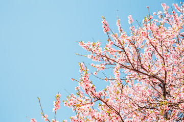 Pink cherry blossoms with blue sky