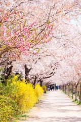 Foto auf Leinwand Dongchon Riverside Park, Kirschblütenfest in Daegu, Korea © Sanga