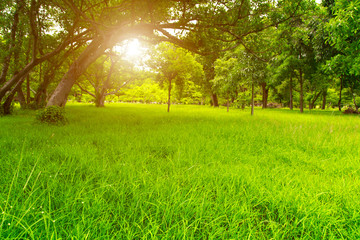 Fototapeta na wymiar Lawn in the jungle.Grass in the shade.Big tree with field.Tree shade.The sun shines through the leaves.Sunshine in the evening.There are a few trees to switch back and forth.There is space