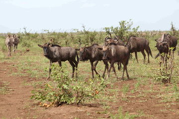Streifengnu / Blue Wildebeest / Connochaetes taurinus..