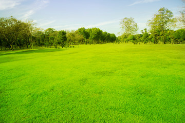 Blurred photo Beautiful meadow in the park with morning sky.