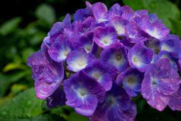 紫陽花