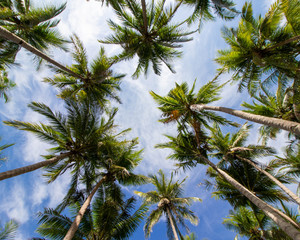 Obraz na płótnie Canvas Palawan, Philippines, San Vicente, Binga, Beach, Island, Tropical Paradise, Coconut Trees, Sky