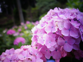 紫陽花