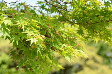 Japanese maple seeds