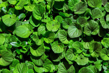 leaves plant texture eco friendly background closeup.