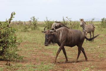 Fototapeta premium Streifengnu / Blue wildebeest / Connochaetes taurinus