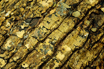 Beautiful natural bark pattern