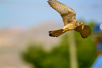 Flying falcon with its hunt. Bird: Lesser Kestrel. Falco naumanni. Blue sky background.
