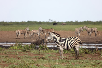 Obraz na płótnie Canvas Steppenzebra / Burchell's zebra / Equus burchellii